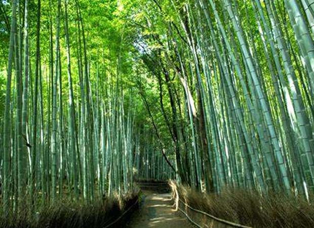 Top 10 Tourist Attractions in Japan