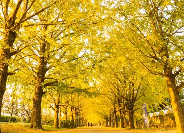 Yellow Spring Road Japan