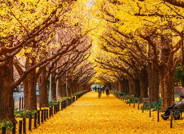 Yellow Spring Road Japan Real or Fake