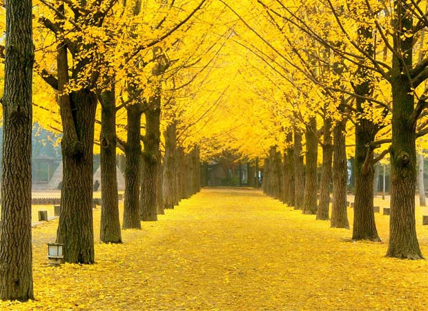 Yellow Spring Road Japan Real or Fake