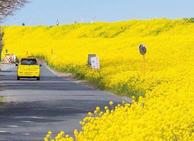 where is yellow spring road